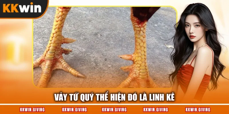 Vảy tứ quý thể hiện đó là linh kê